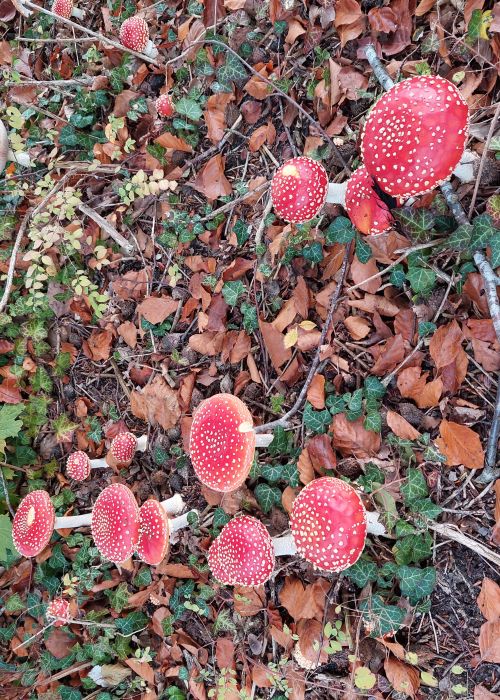 Herfst in Klein Brabant